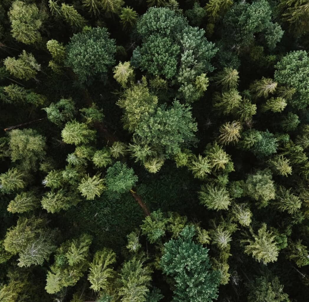 Wayfinder Pine Trees Aerial Shot